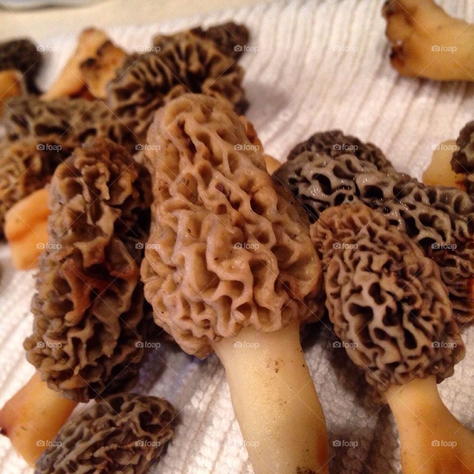 Morel mushrooms