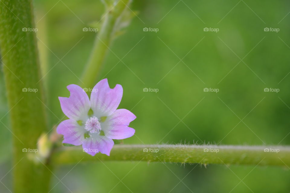Purple flower with blurred green natural background.