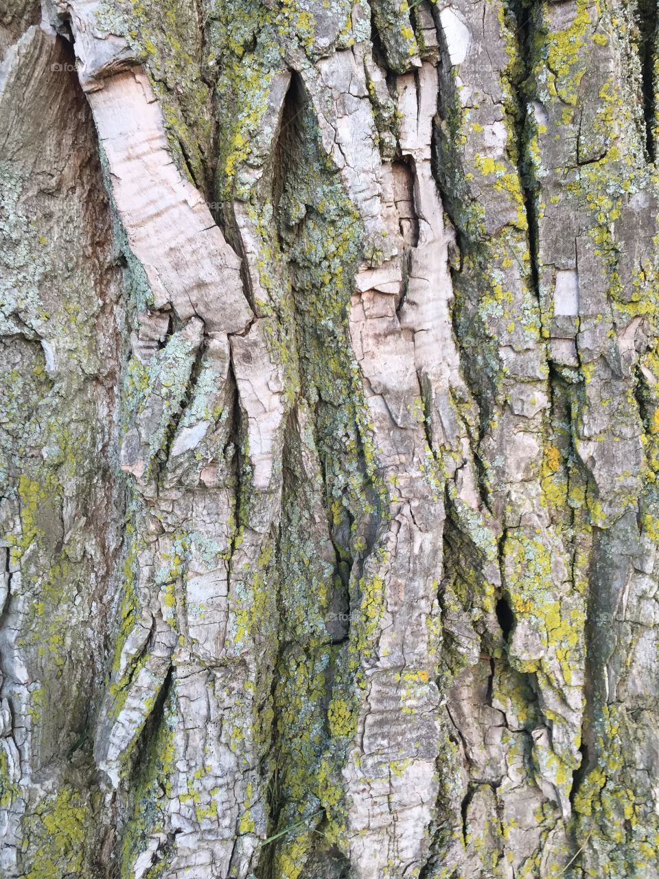 Tree bark with very deep markings and light moss