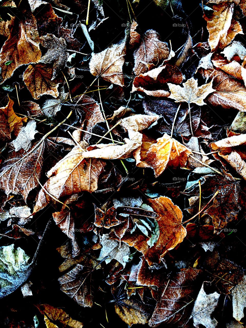 Frosty Morning. Frosted leaves in Autumn Garden