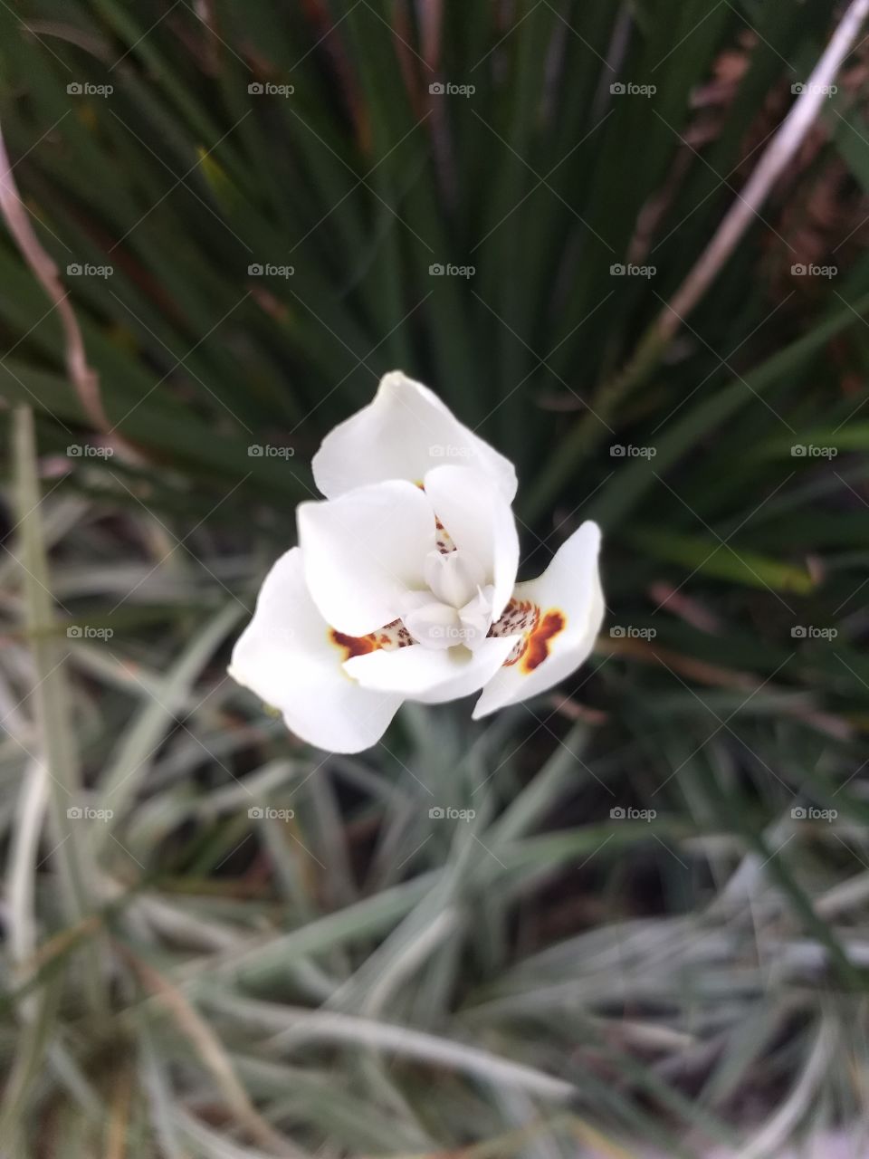 white flower