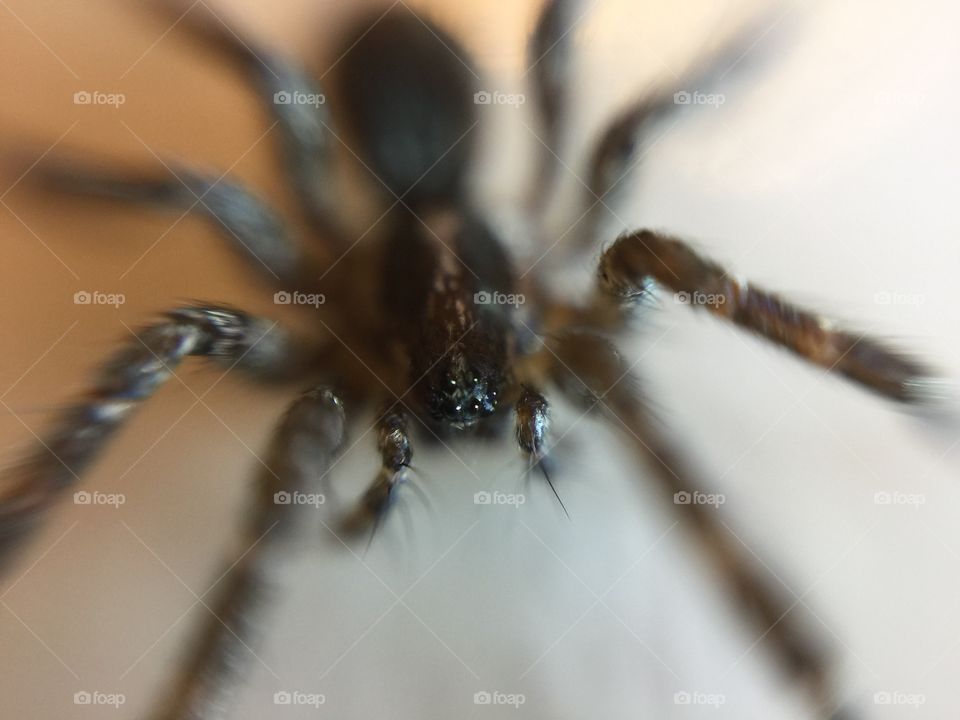 Macro spider