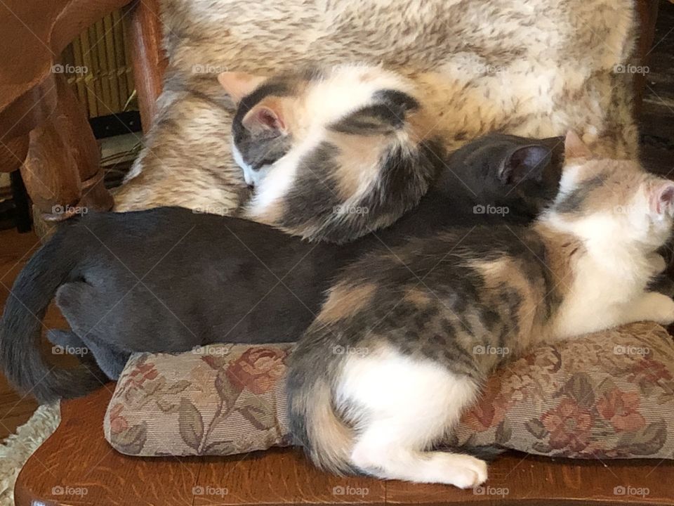 Kitty pile