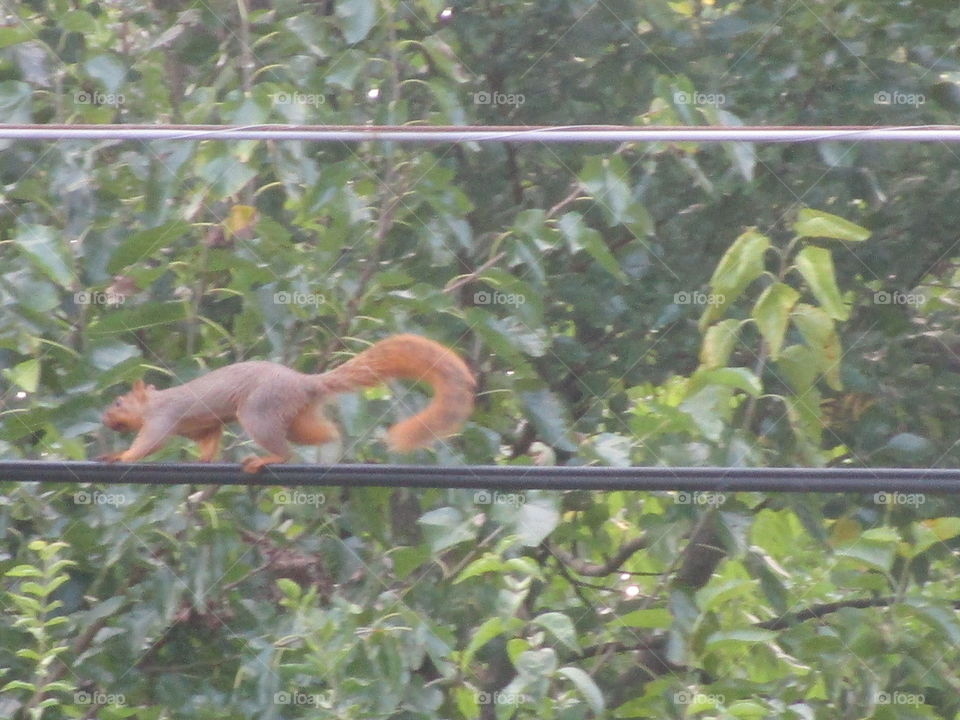 Squirrel crawling across line.