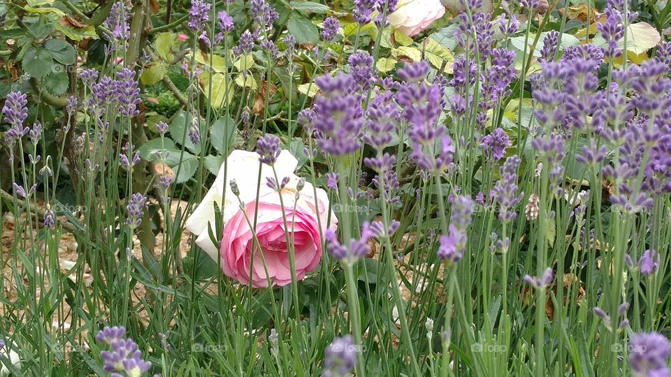 Rosa con lavanda