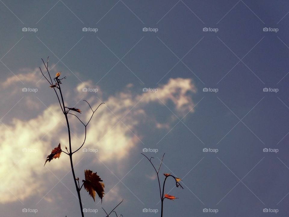 Summer evening skies