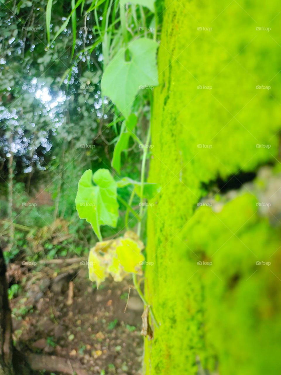 Competition for Green Beans