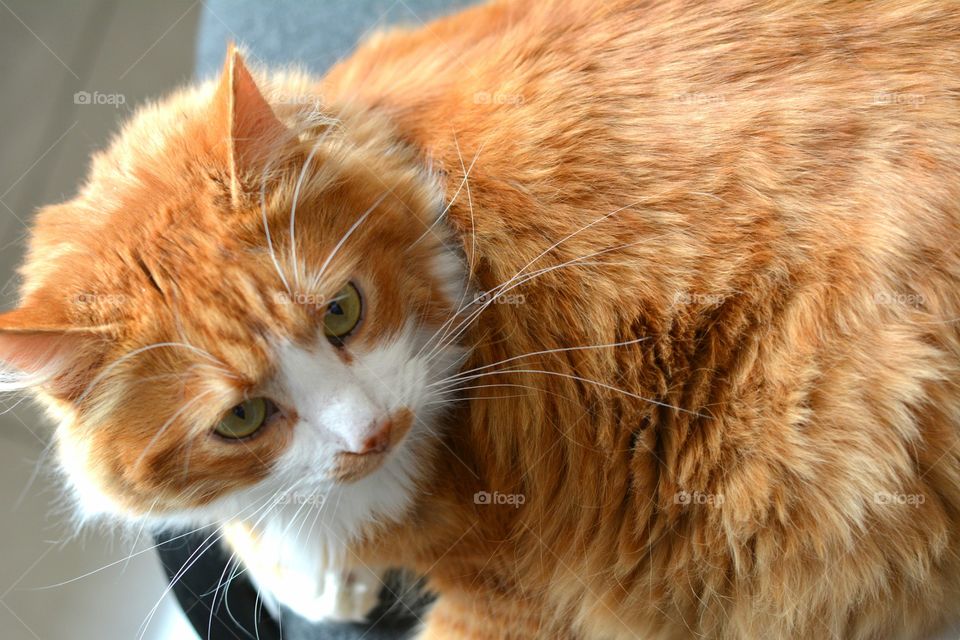 Cat, Cute, Fur, Animal, Portrait