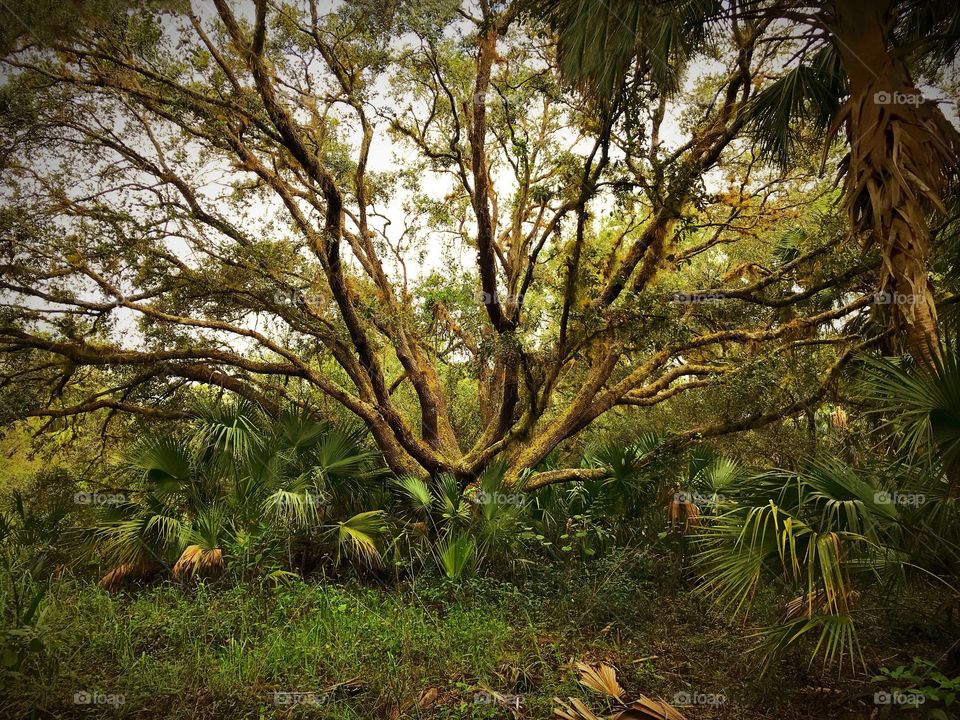 Oak tree in a tropical forest.