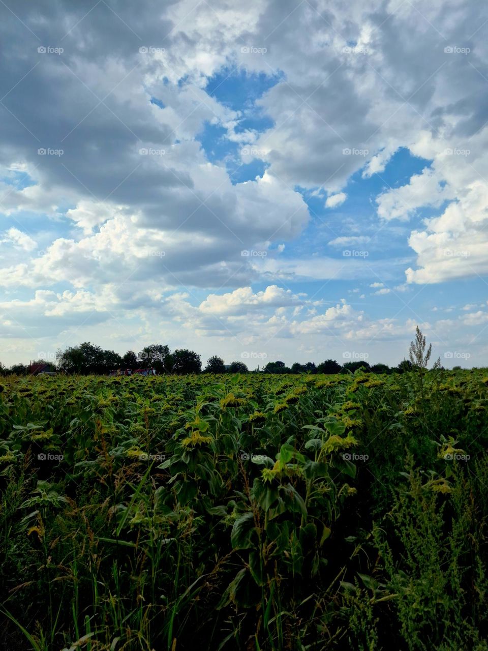 sunflowers