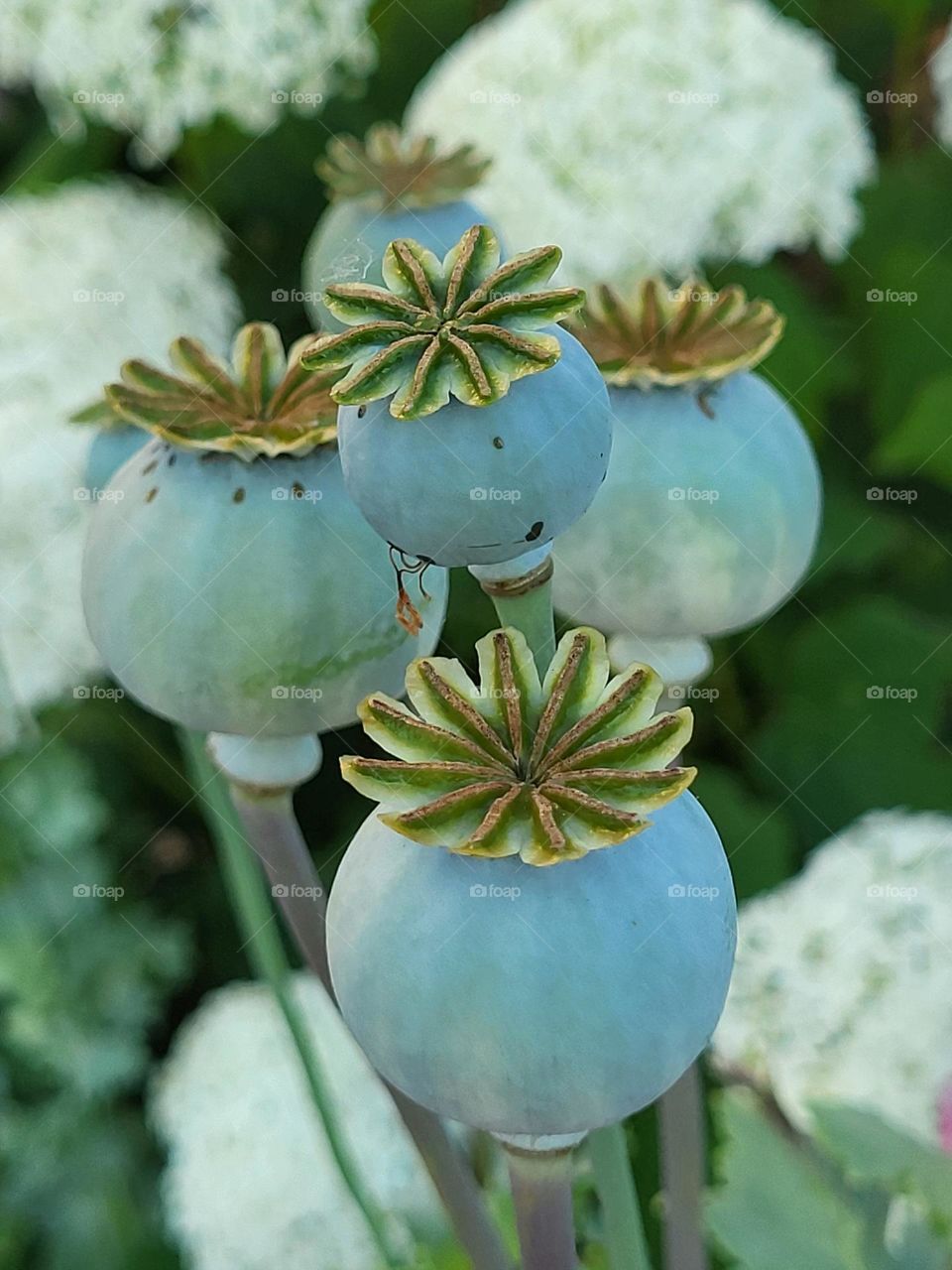 Poppy after blosseming is still beautiful and decorative to see.
