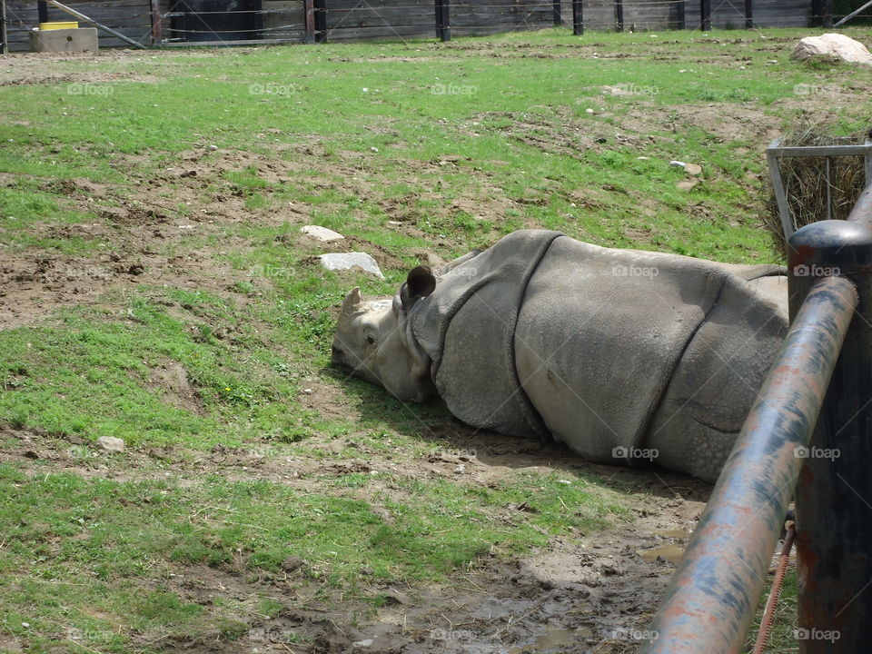 Lonely Rhinoceros