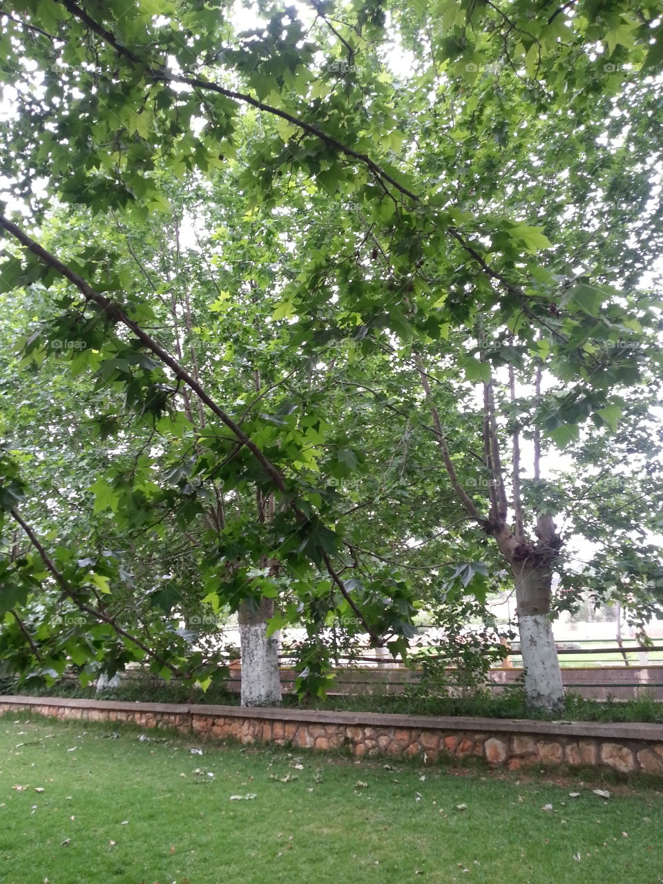 tree nature