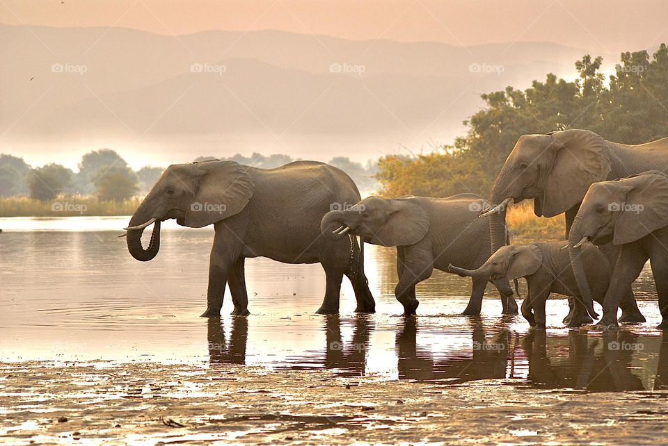 A herd of elephants crossing the dam 