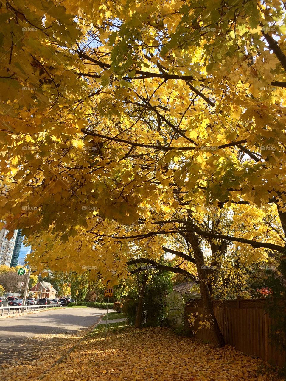 golden Autumn