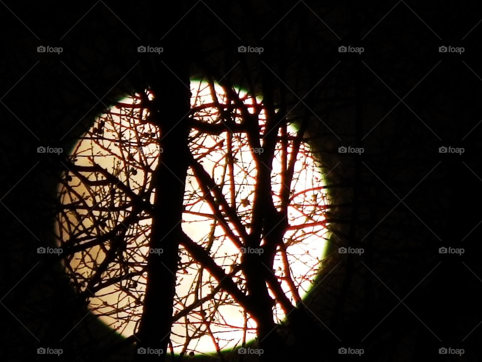 full moon silhouetted in the tree branches