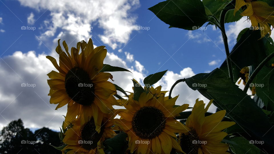 sunflower