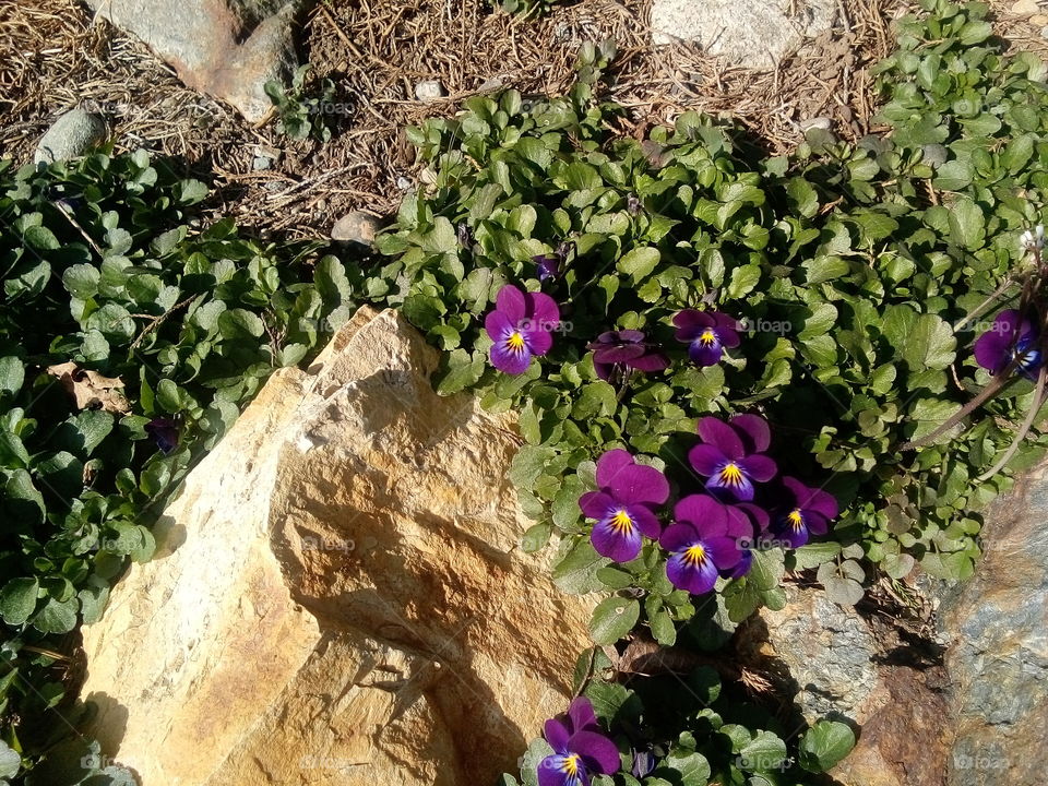 Colourful Violets growing in stones
