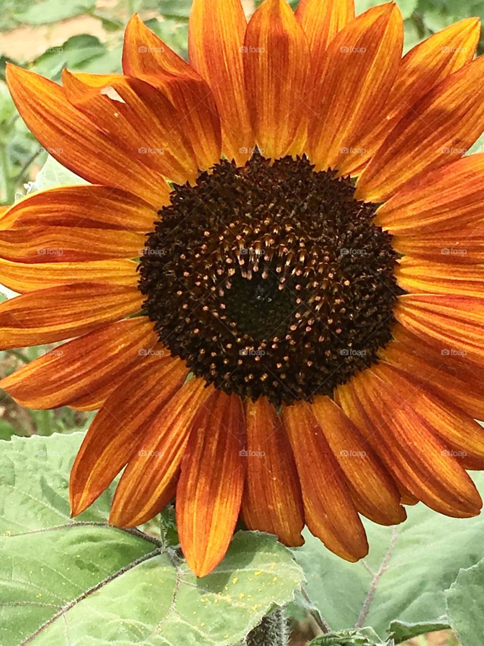 Sunflower orange and brown fills frame 