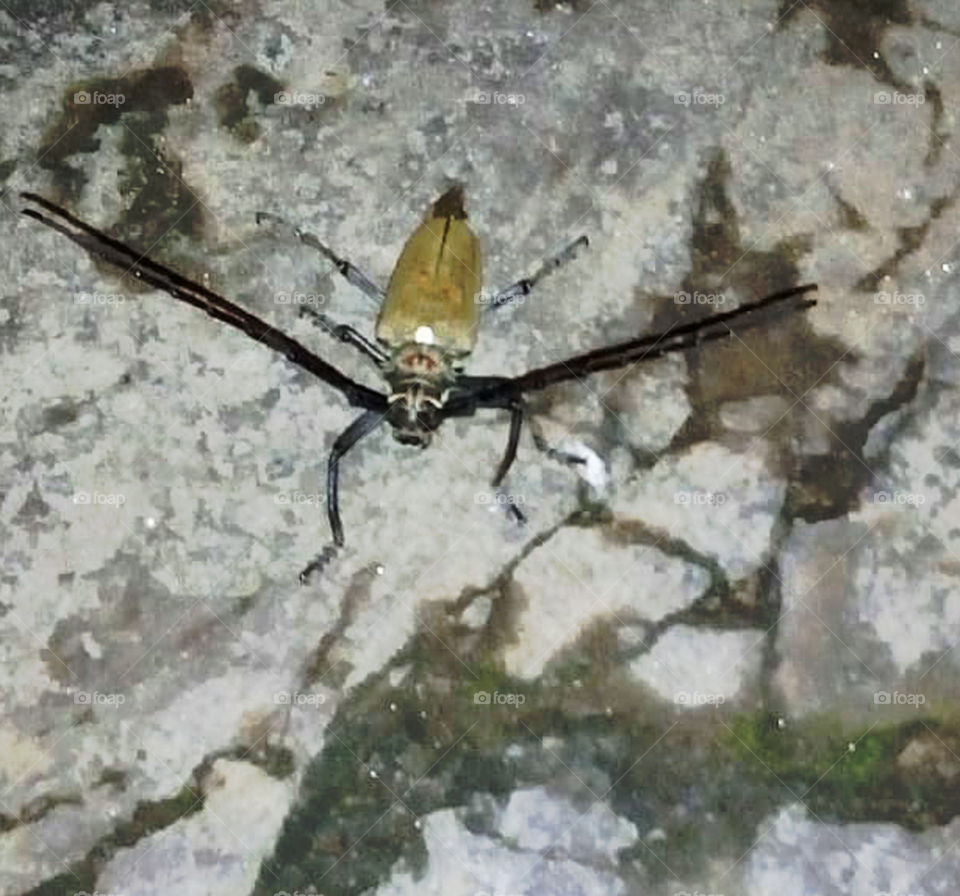 Red-spotted longhorn beetle (Batocera rufomaculata) is also known as mango tree borer, mango stem-borer and tropical fig borer.
