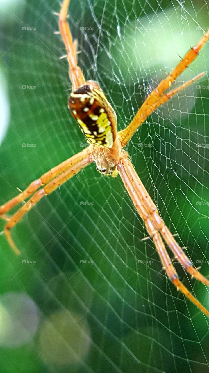spider