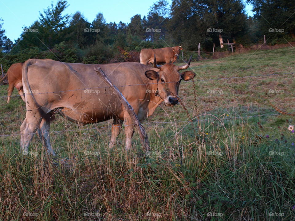 Carne de Galicia