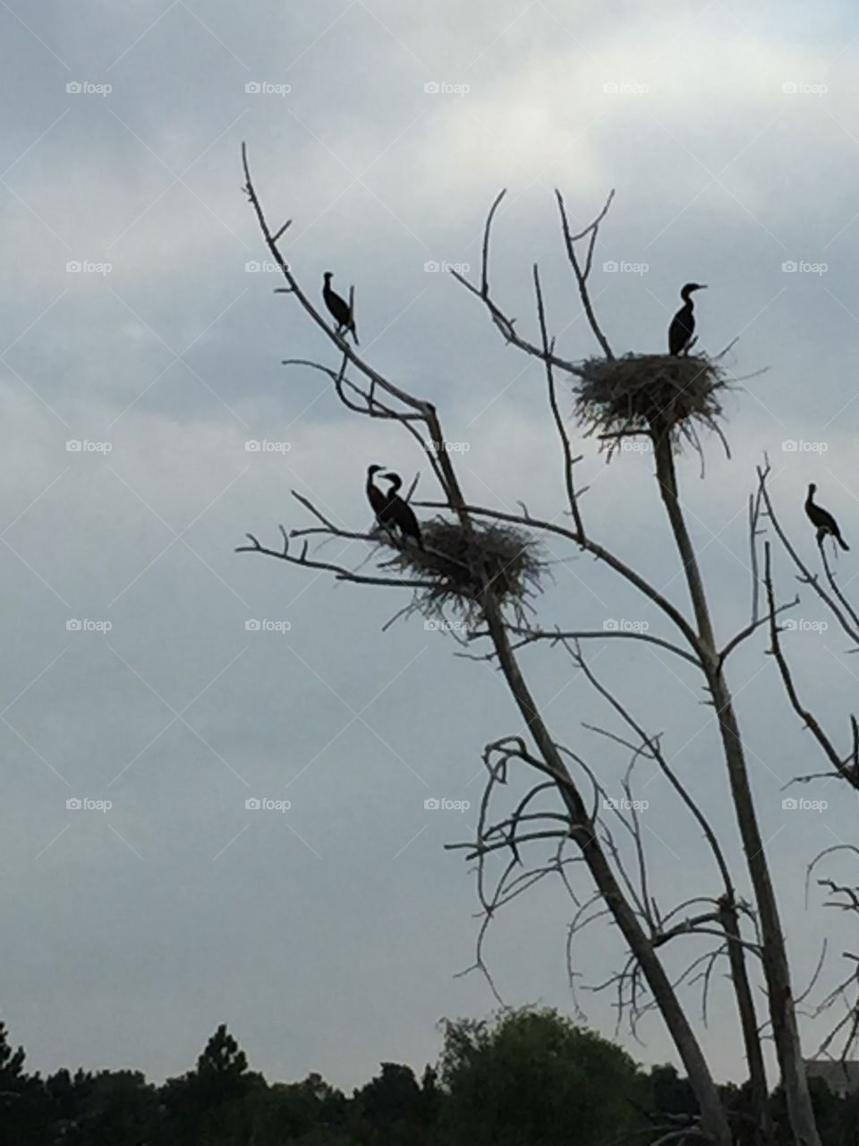 Adolescent cormorants ready to leave nest