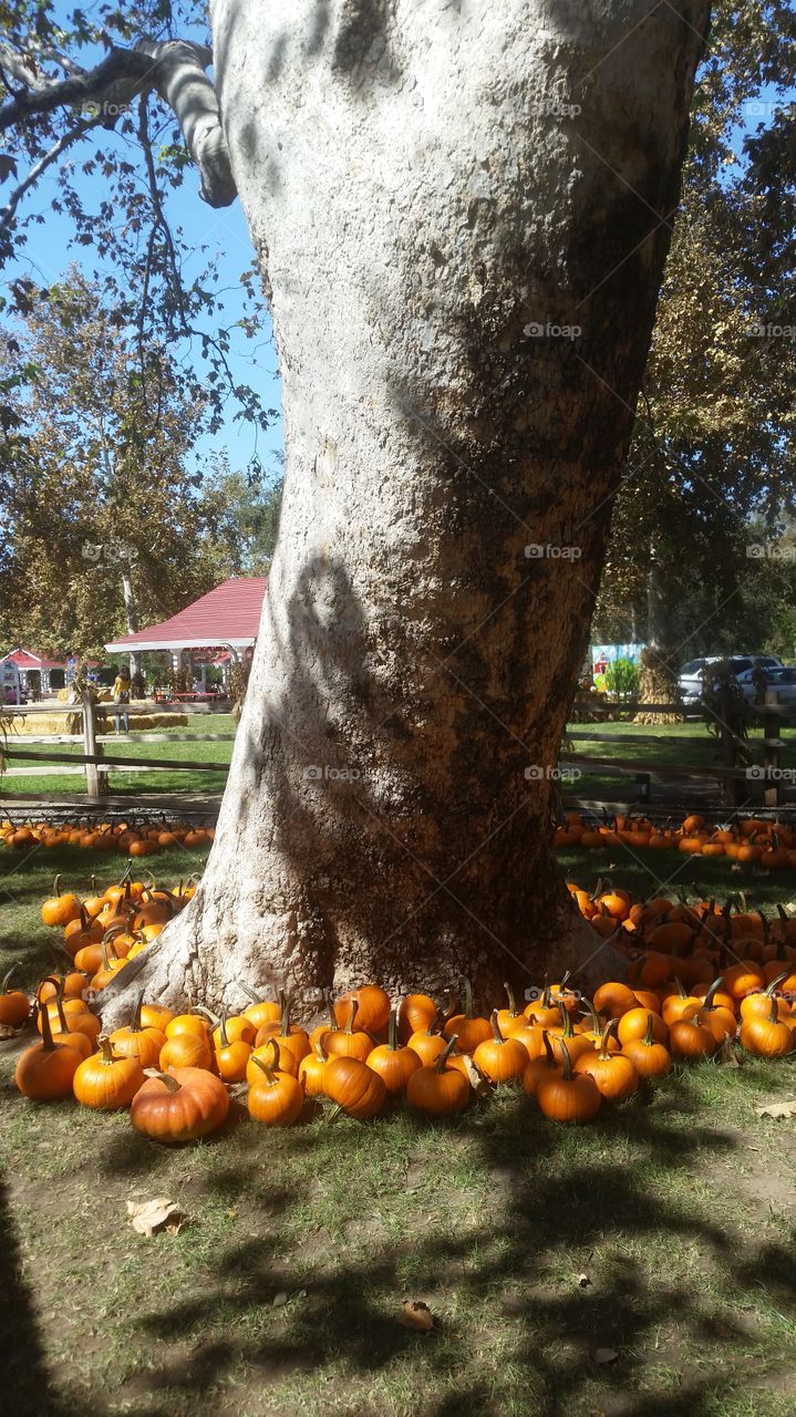 pumpkin circle