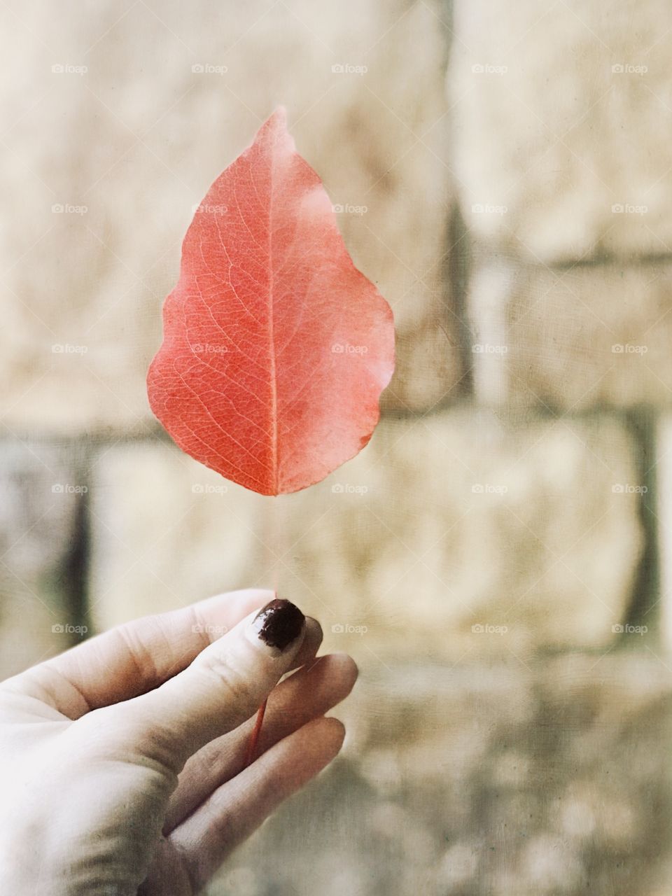 Oh woman holding a brightly colored red leaf on a nice cool and crisp fall morning