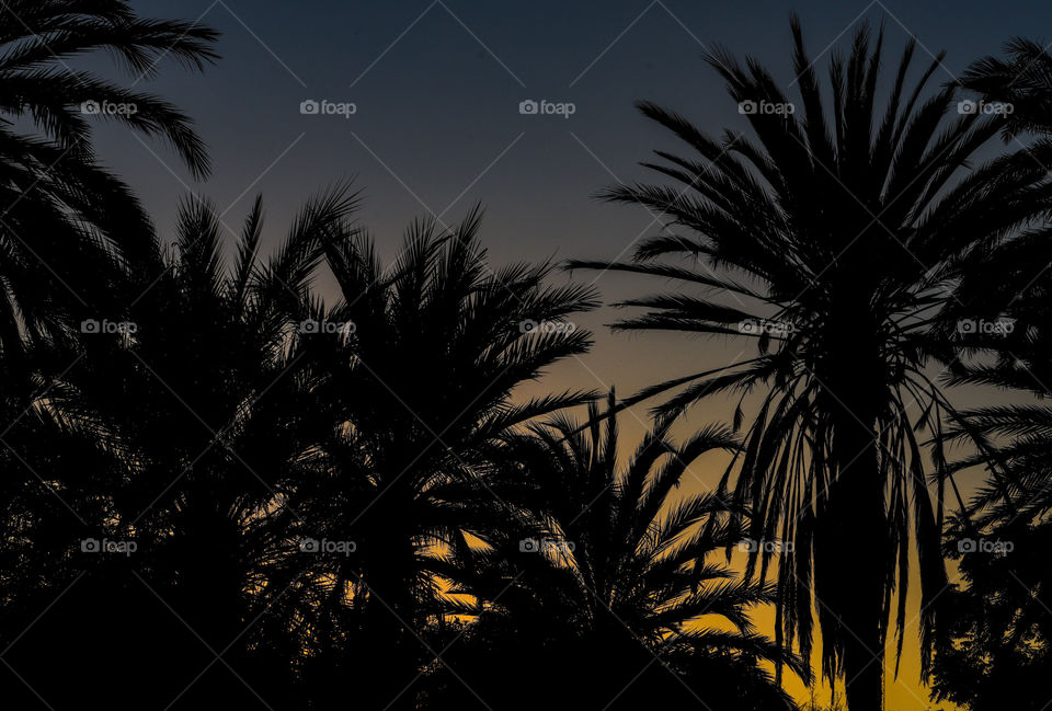 date palms at sunset