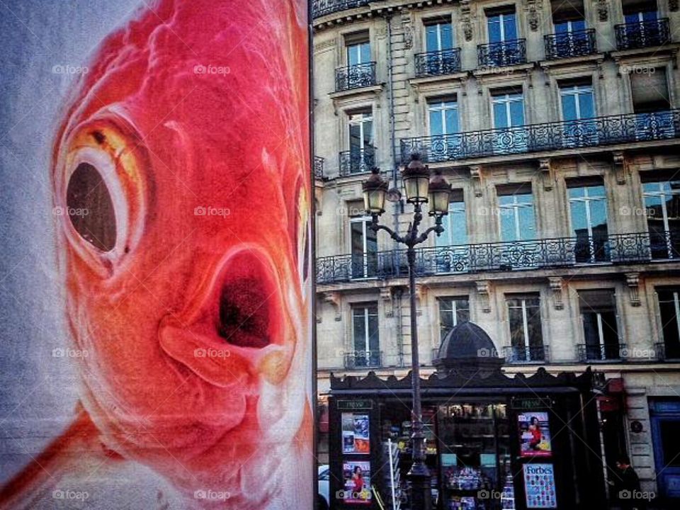 Fish in the street. 
Lisbon, Portugal.