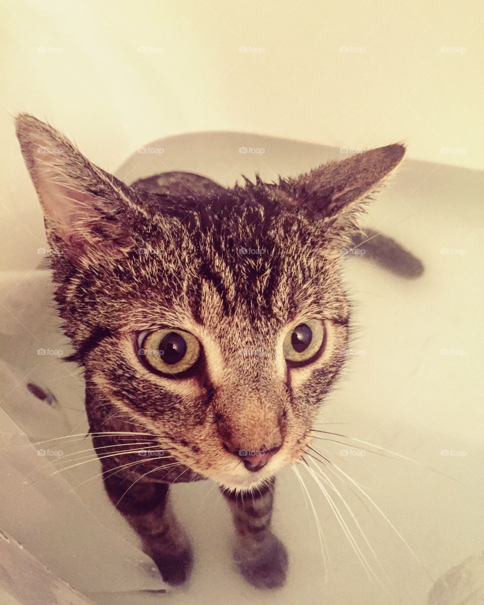 Giving my cat a bath