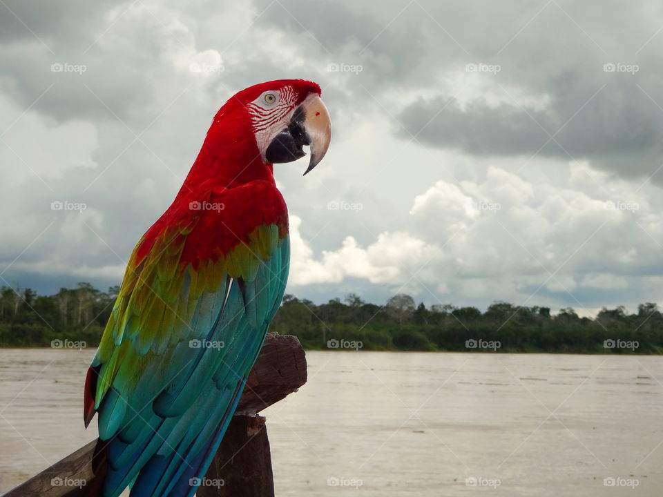 Parrot, Amazon River, cloudy. Green-winged macaw perched by Amazon River, near Iquitos Peru. Red-And-Green Macaw, Amazon Rainforest wildlife.