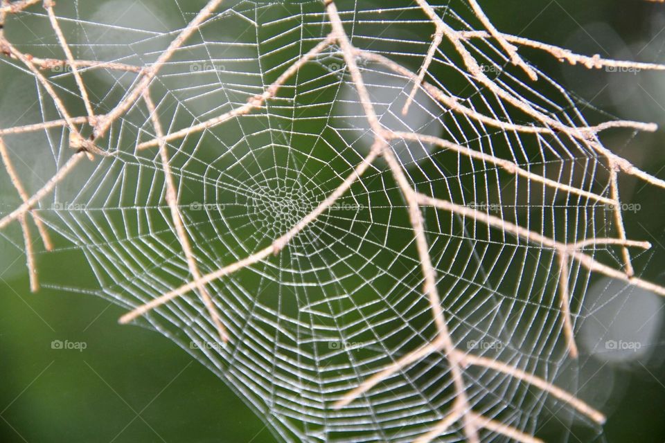 Reflections of the webbed kind