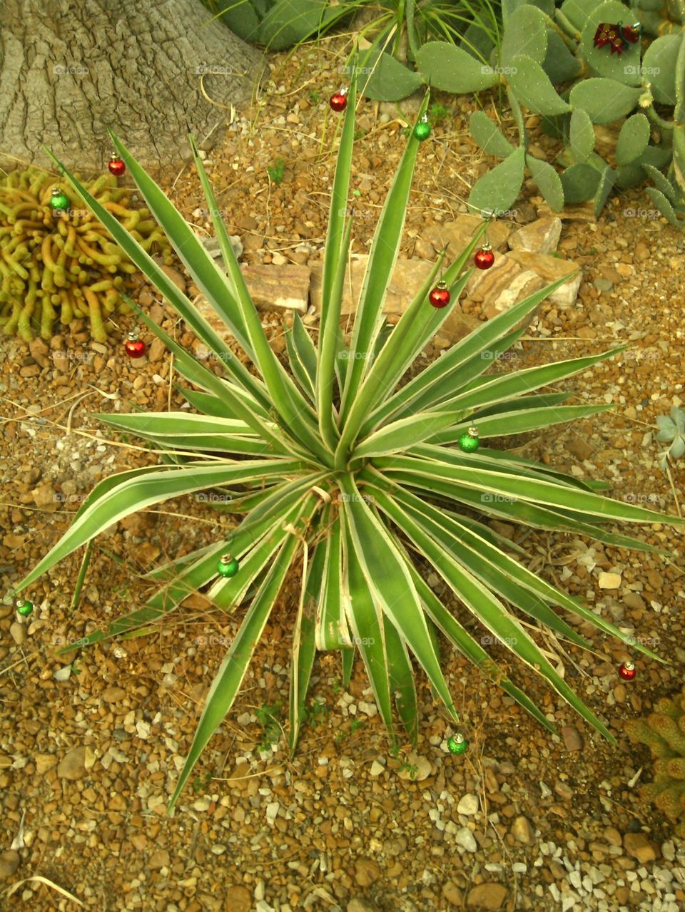christmas in the desert