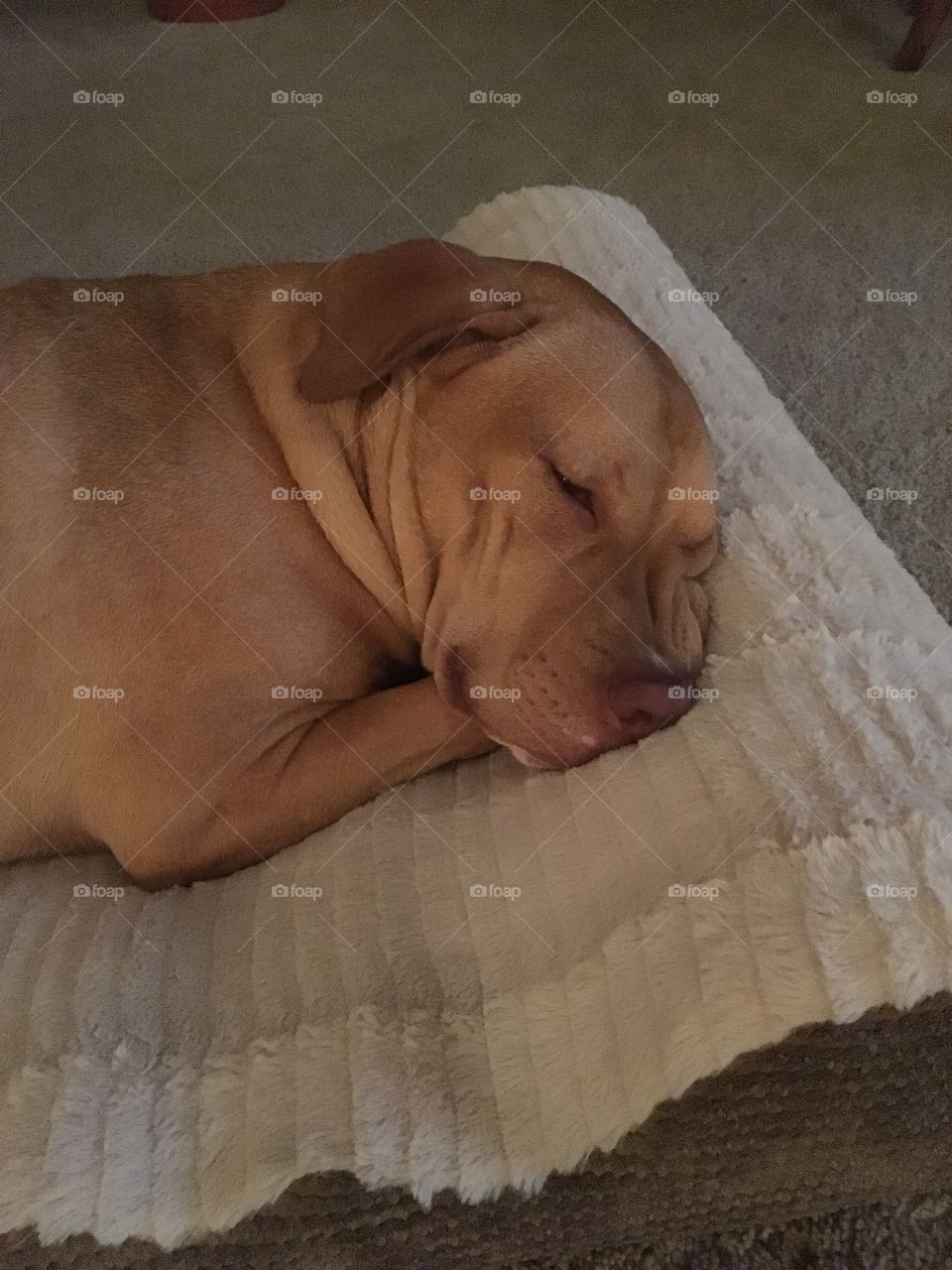 Sleeping puppy