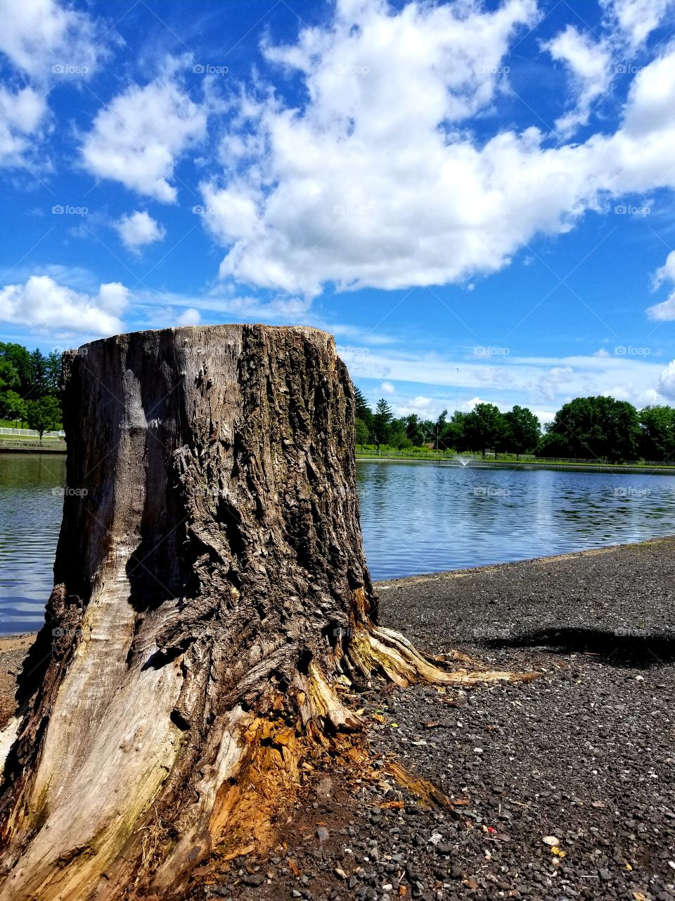 Found an interesting tree stump while srolling by the lake.