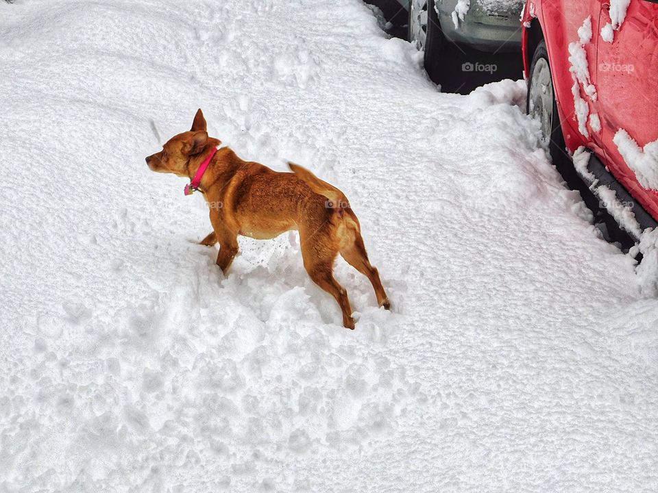 Knox loves the snow 