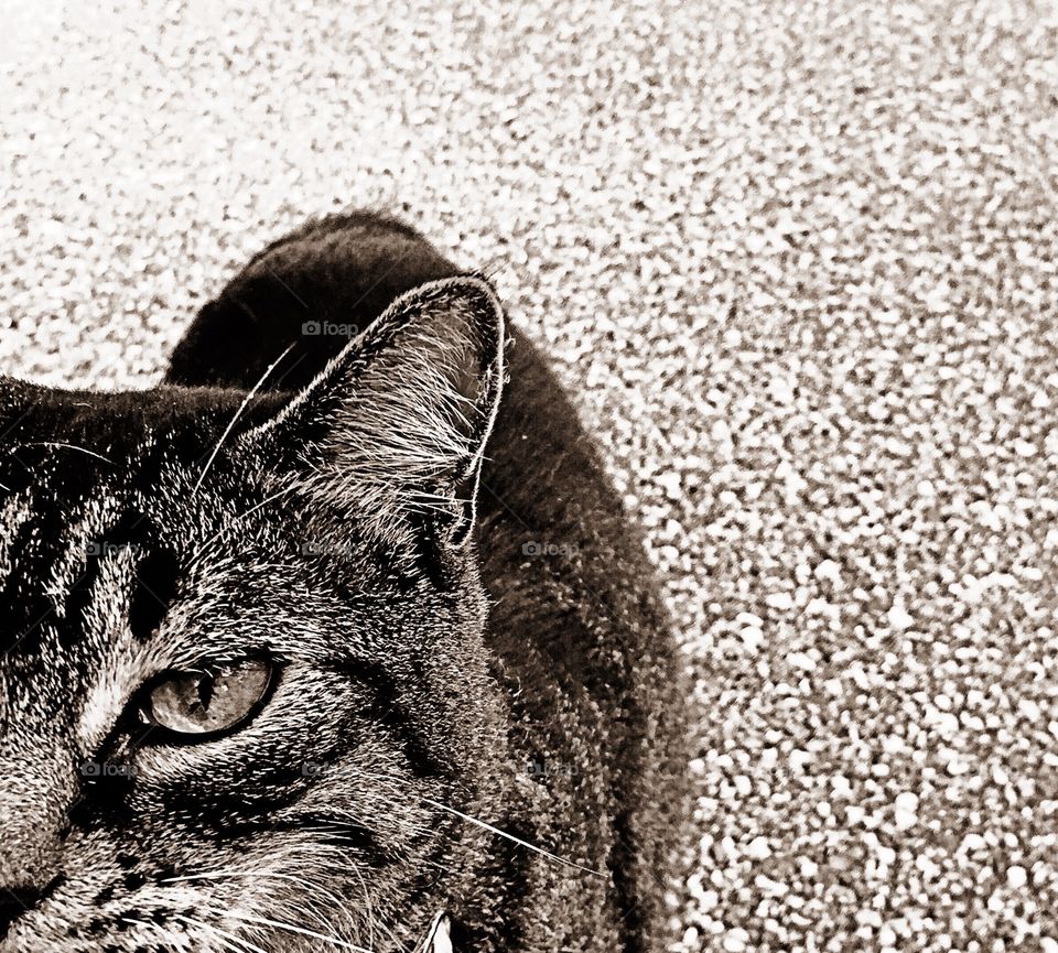 Pretty tabby cat looking forward.