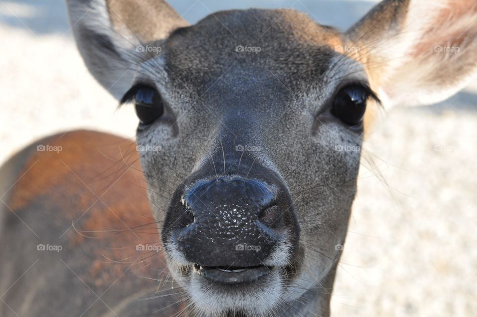 A trusting moment for a closeup of a deer in Key West, FL.  