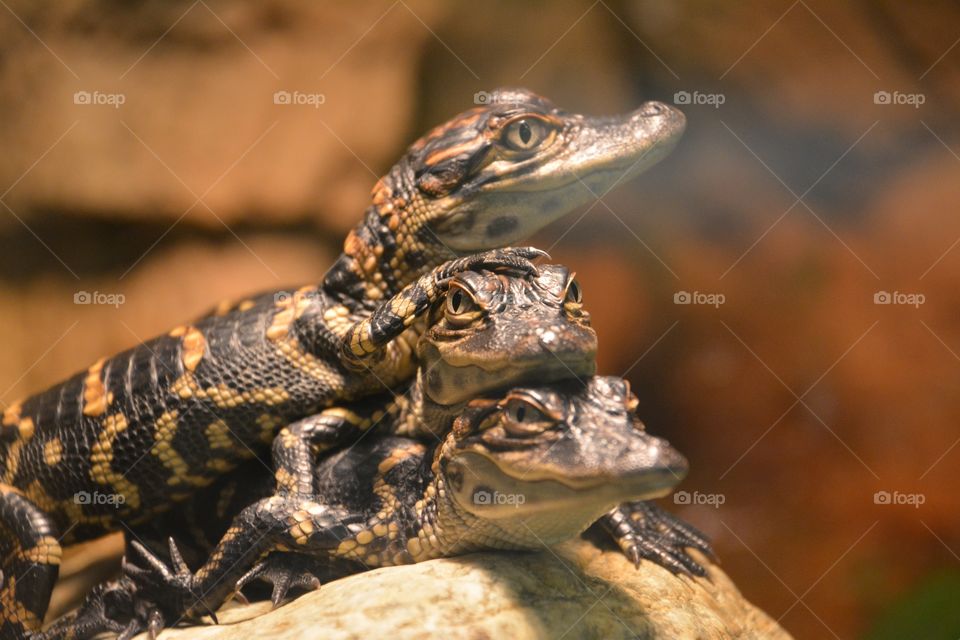 Three baby lizards