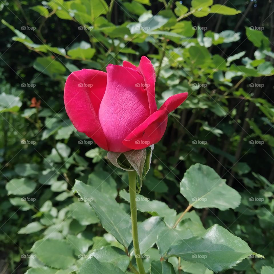 red rose