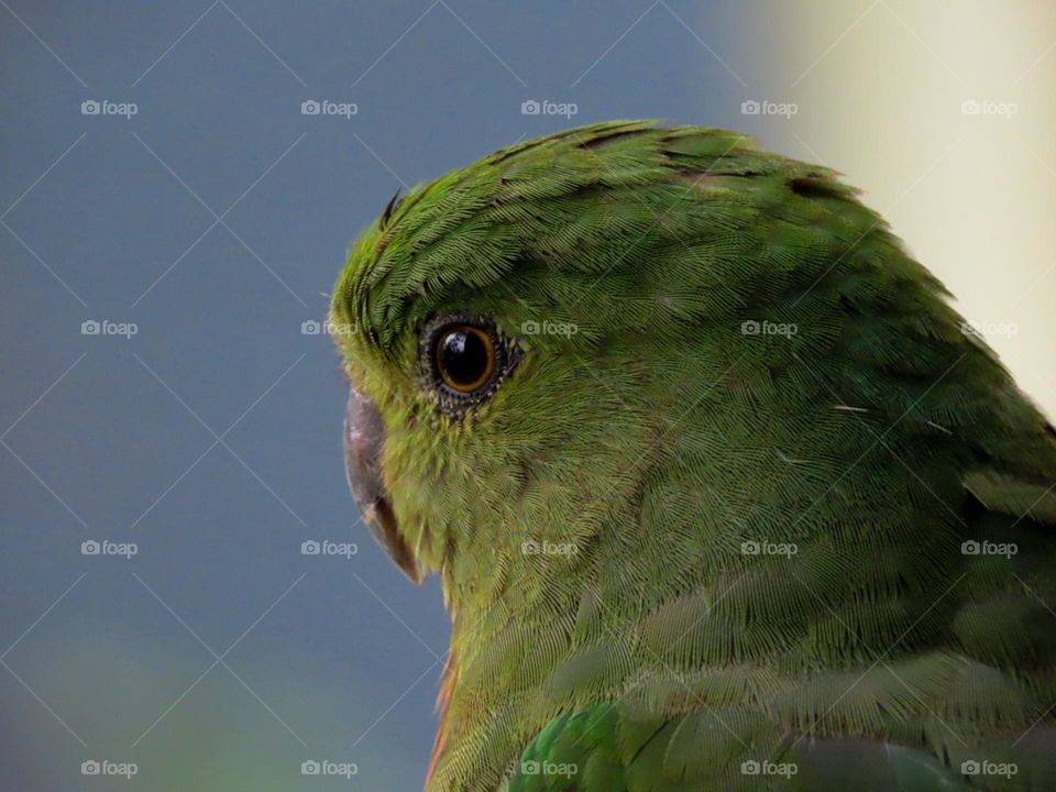 Bird closeup 