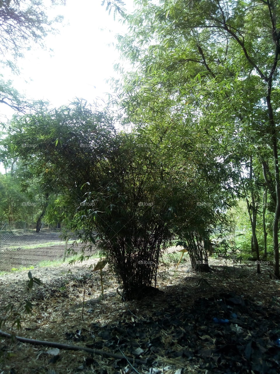 bamboo garden amravati