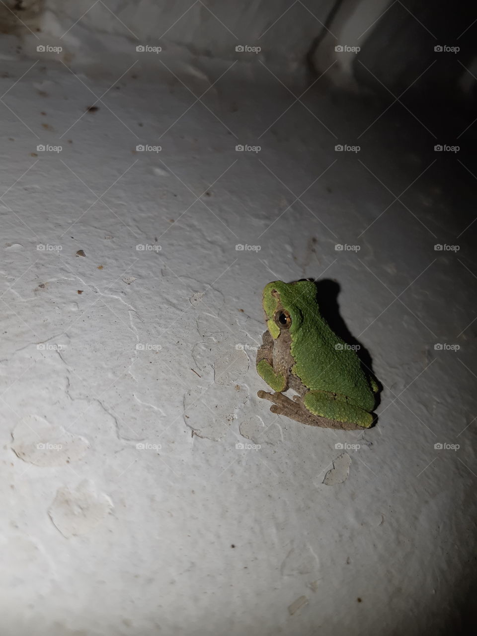 Green little frog