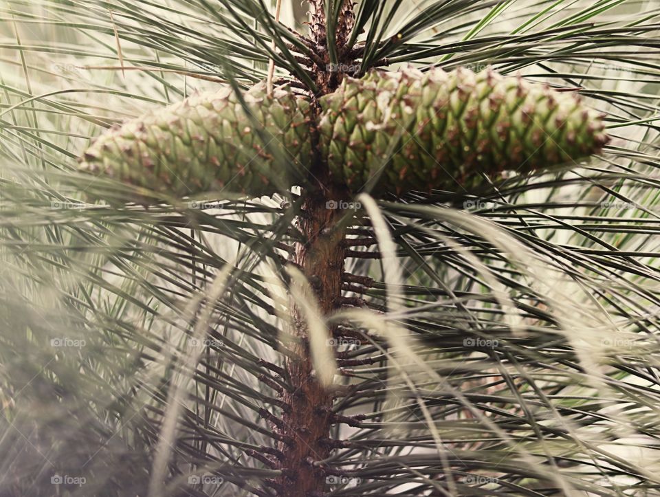 Young pine cones on tree
