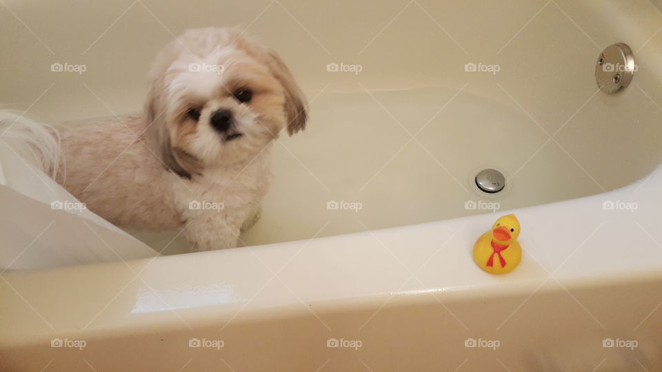 puppy bath