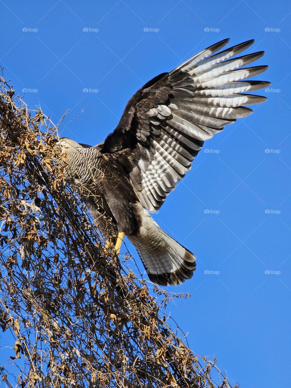 Crested Caracara collecting vine for it's nest