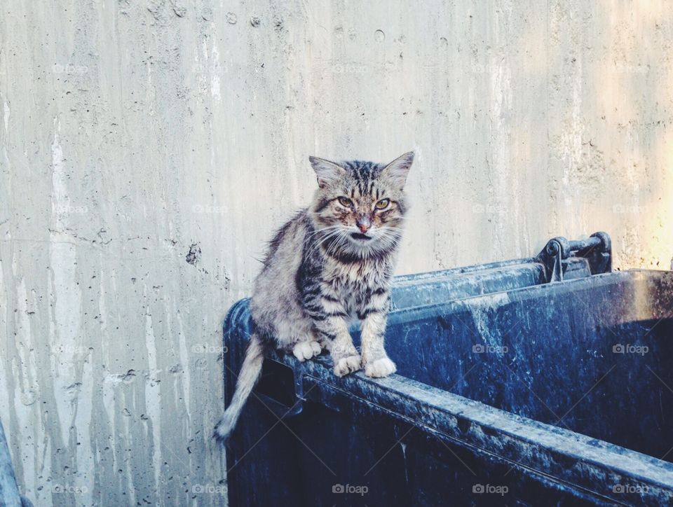 Cat at the garbage 