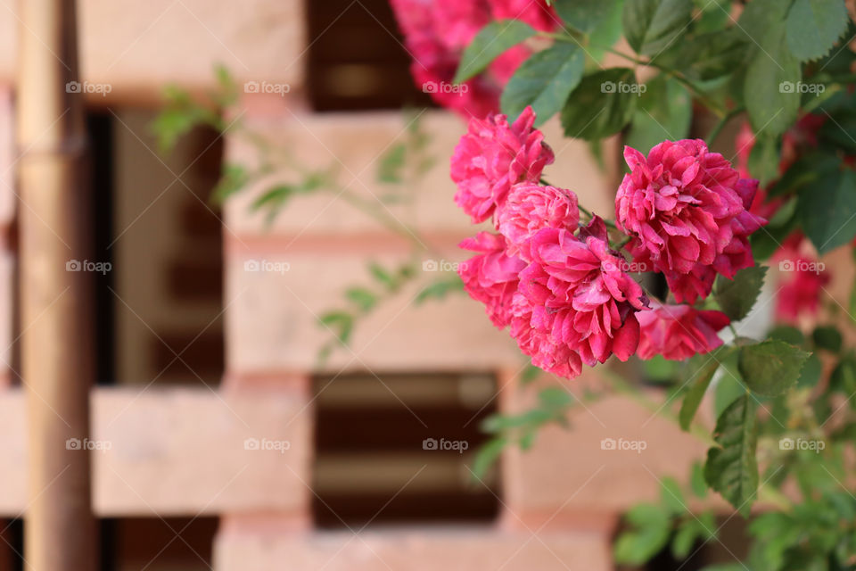A beautiful flower next to a brick house